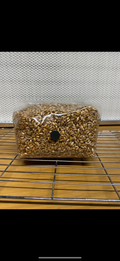 750g Premium Organic Rye Grain hydrated & Sterilised grow bag