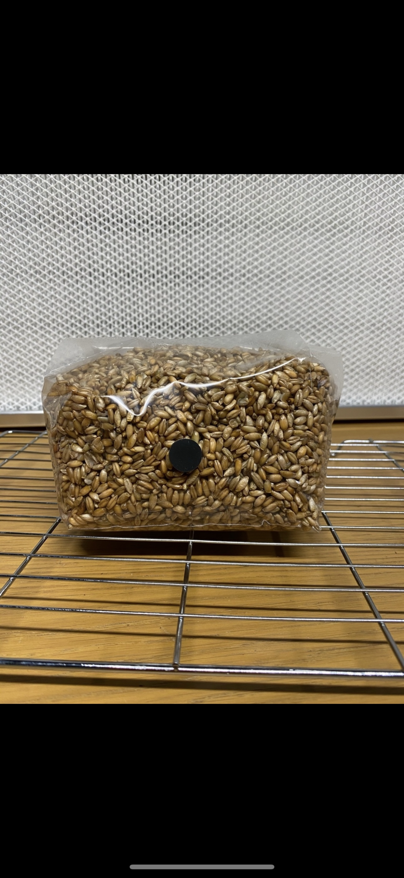 750g Premium Organic Rye Grain hydrated & Sterilised grow bag
